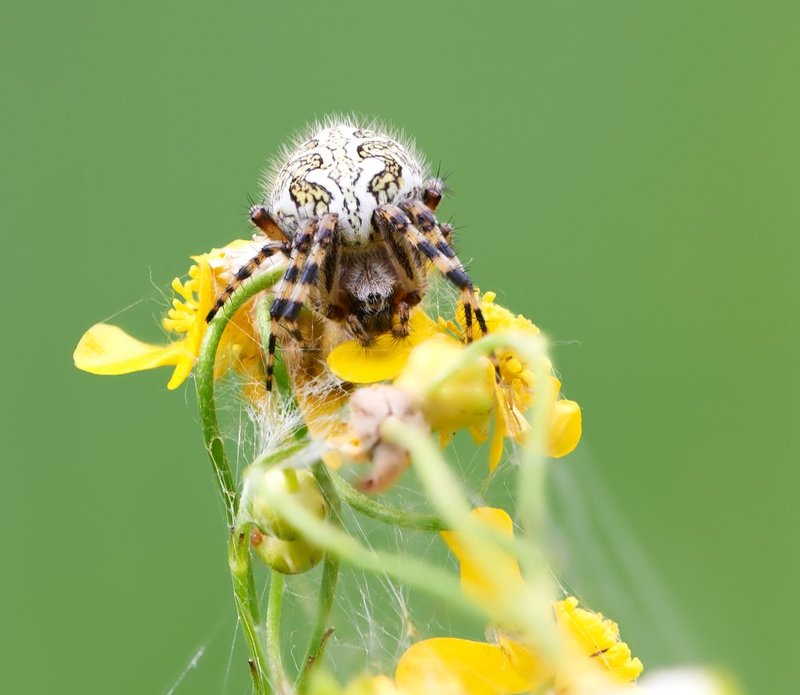 macro, closeup, макро,  gnilenkov Мамаша... фото превью