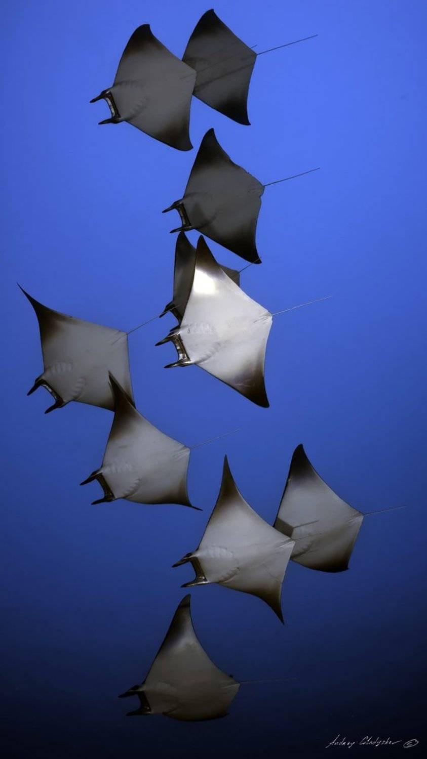 манта, мобула, мальдивы, Andrey Gladyshev