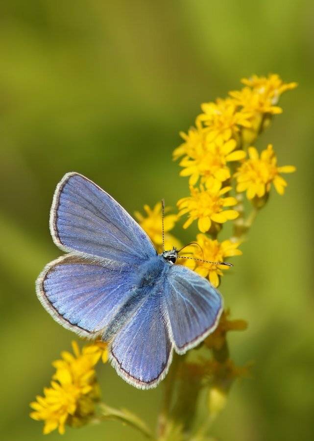 , Чепленко Алексей