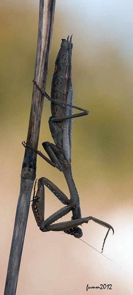 , Игорь ФУММ