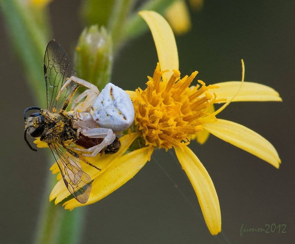 , Игорь ФУММ