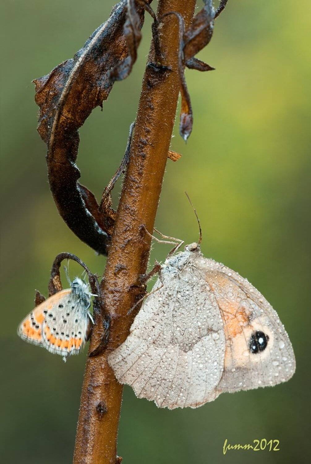 , Игорь ФУММ