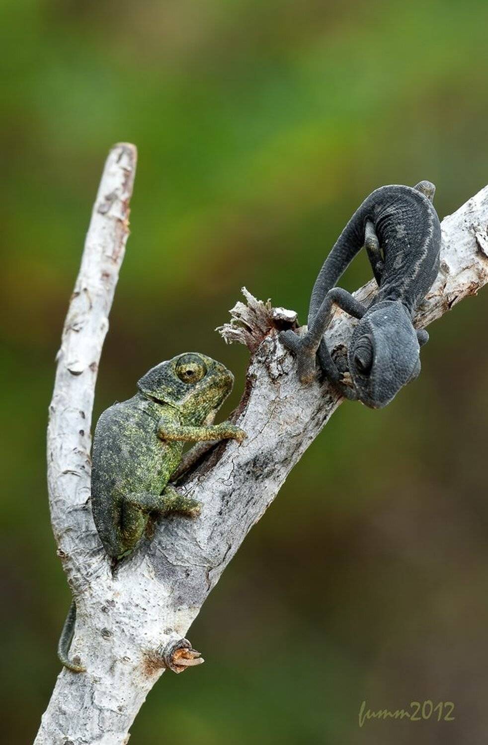 , Игорь ФУММ