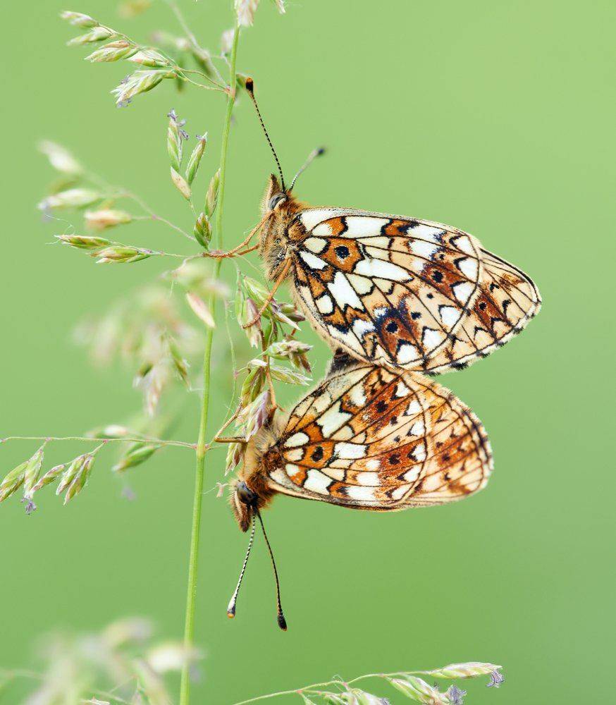 macro, closeup, макро,  gnilenkov, Alexey Gnilenkov