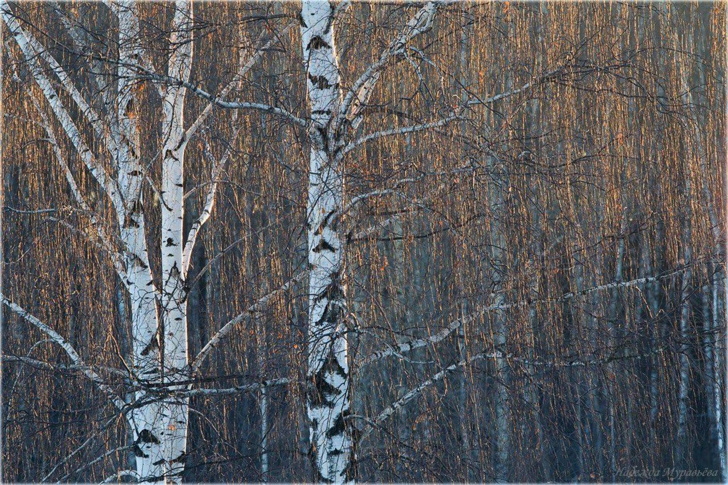 берёза, закат, зима, Надежда Муравьёва