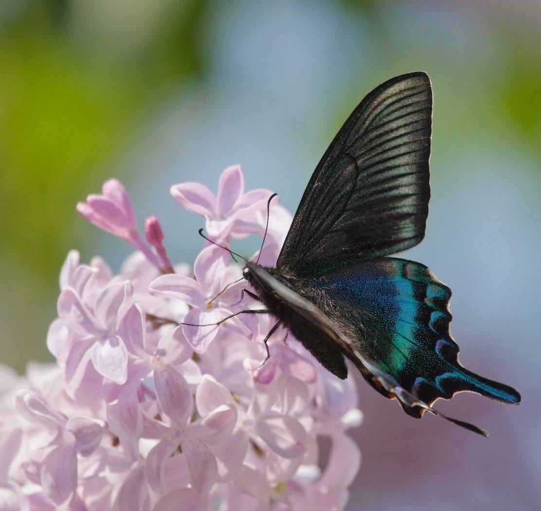 хвостоносец, маака, Евгений Слободской