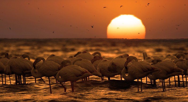 Любимые птички негативного математика (HBDVD!) фото превью