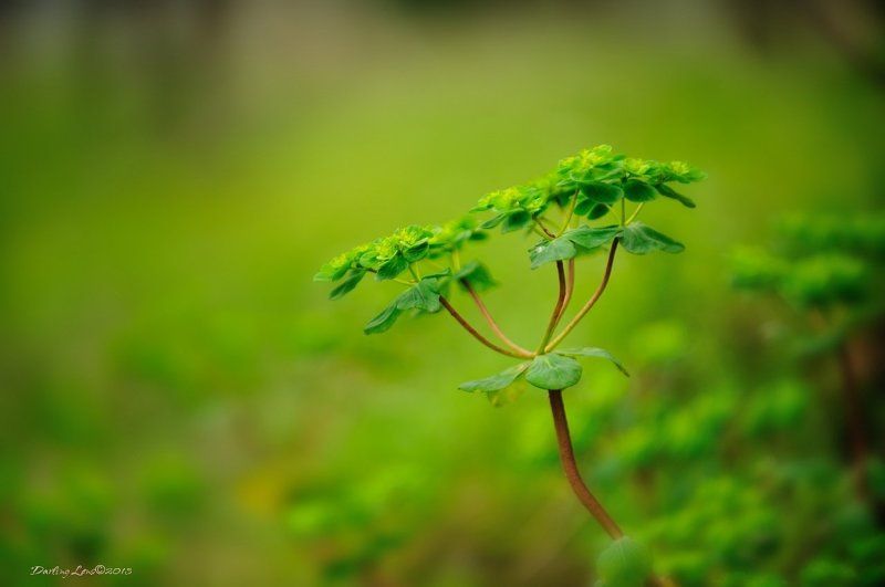spring фото превью