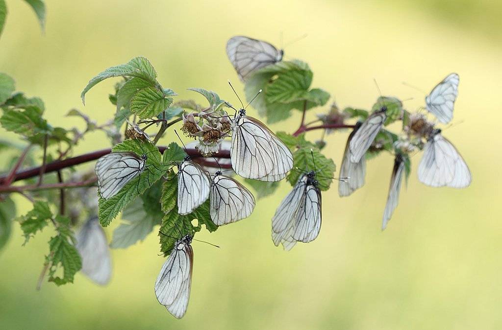 , Сергей Таланов