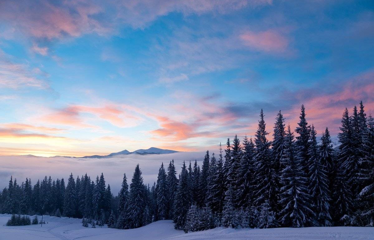 , максим куташев