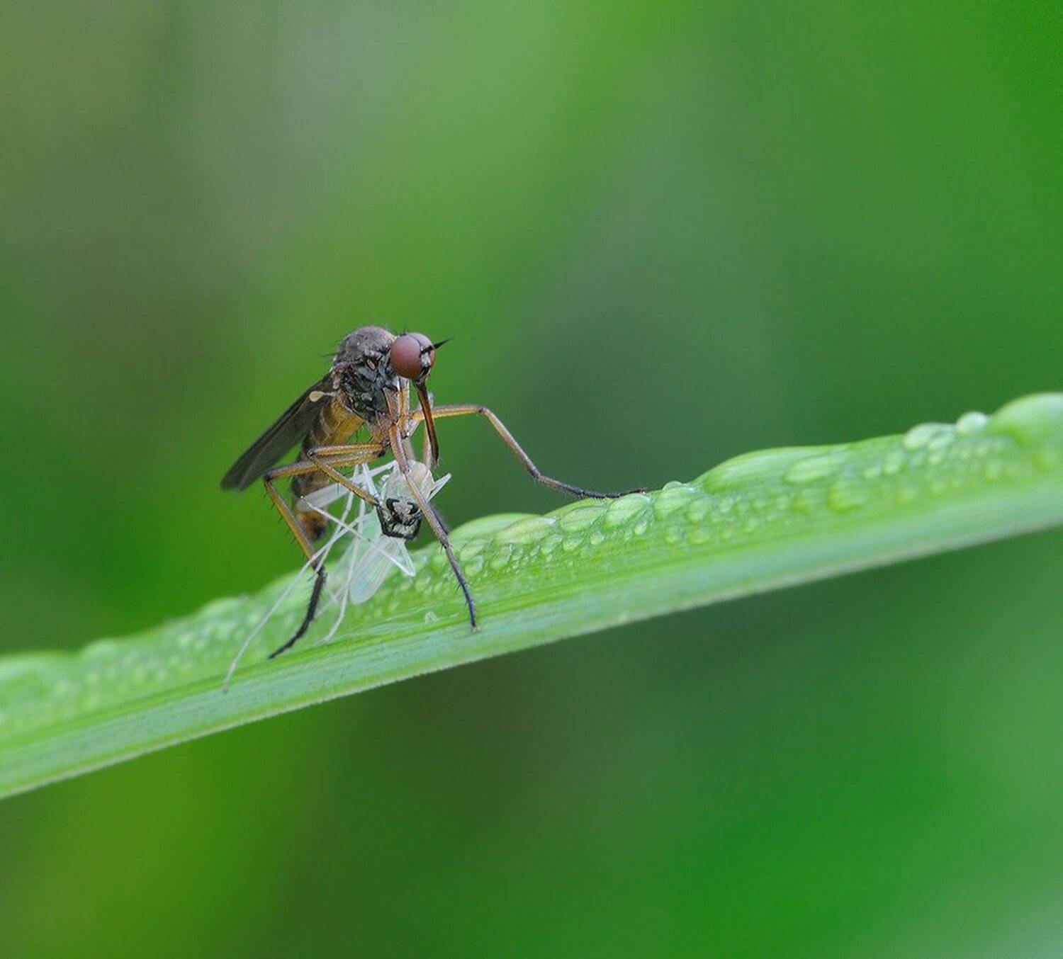 , Кузнецов Дмитрий