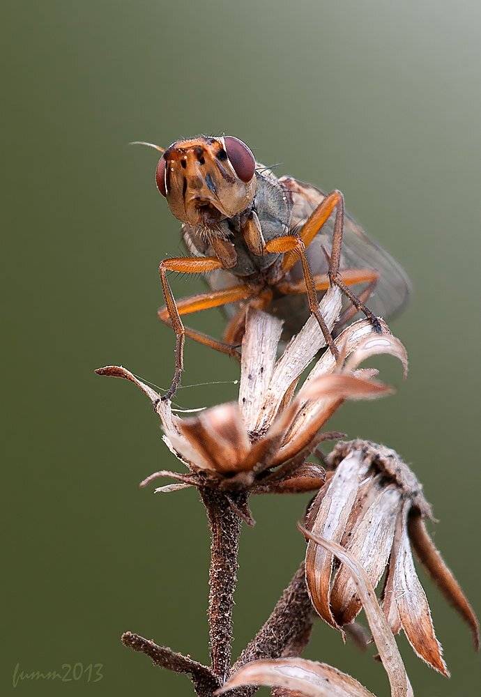 , Игорь ФУММ