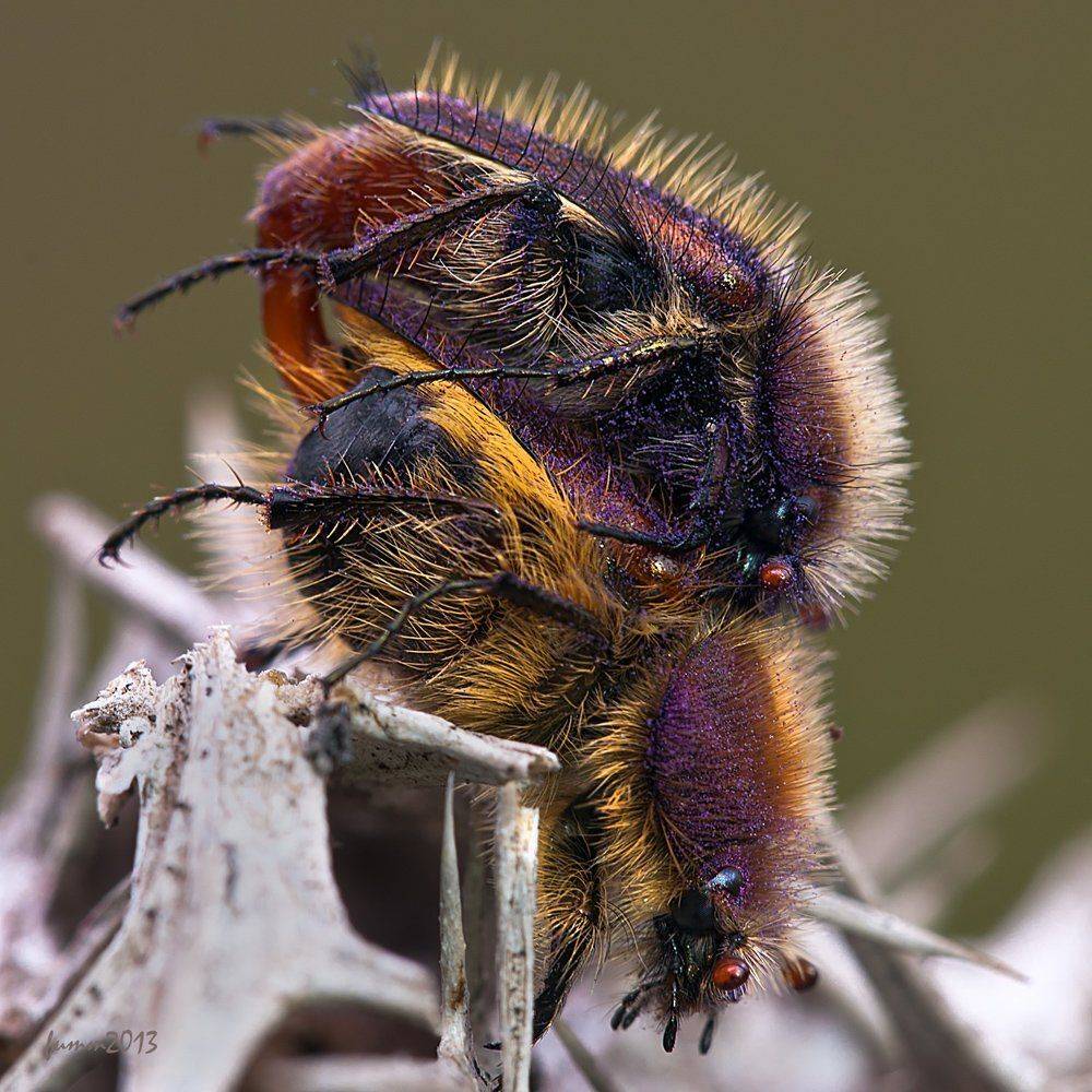 , Игорь ФУММ