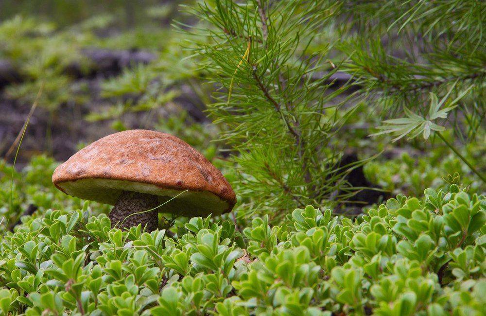 , Николай Морский