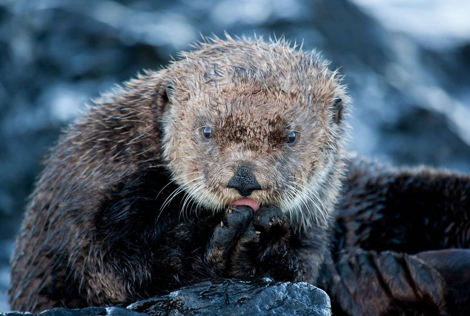 калан, остров беринга, командорские острова, Utkin  Dmitriy