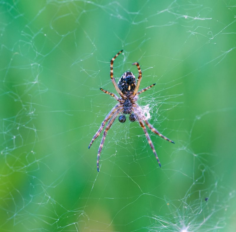 macro, closeup, макро,  gnilenkov Пучеглазый.... фото превью