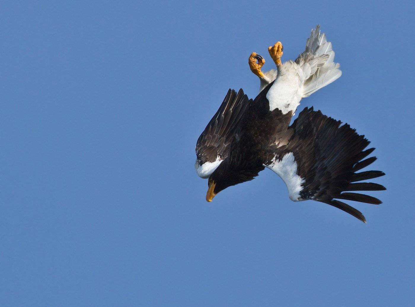 орлан, белоплечий, пике, Евгений Слободской