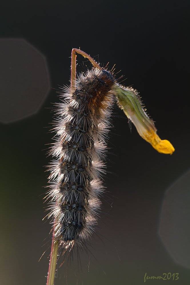 , Игорь ФУММ