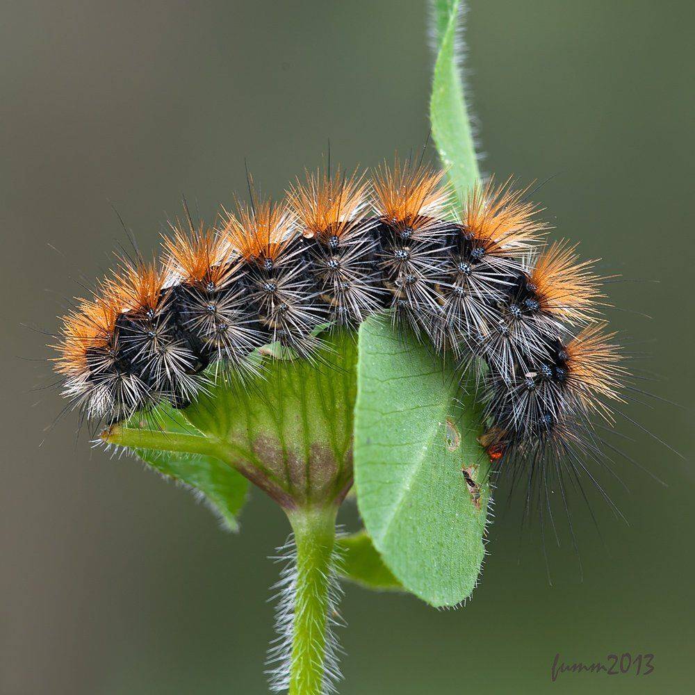 , Игорь ФУММ