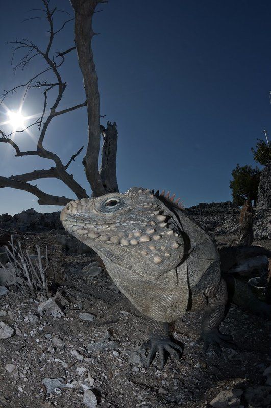 Остров игуан фото превью
