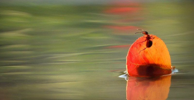 муравей., листочек. УНЕСЕННЫЕ ВЕТРОМ-3 фото превью