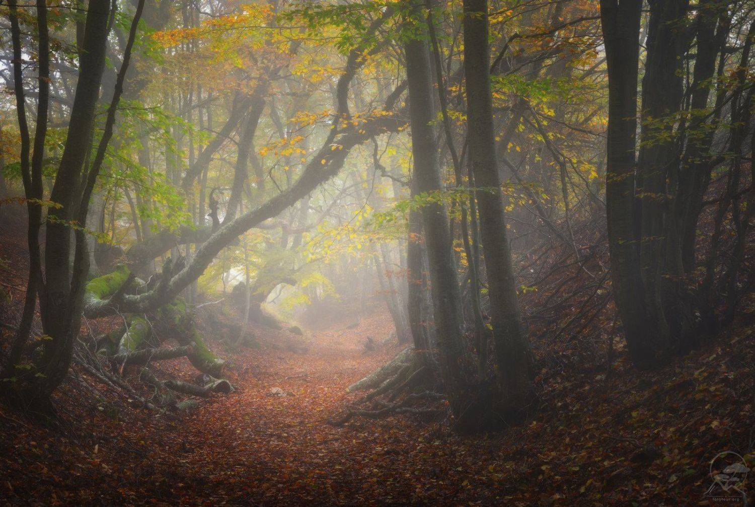 демерджи, крым, осень, лес, туман, Анатолий Гордиенко
