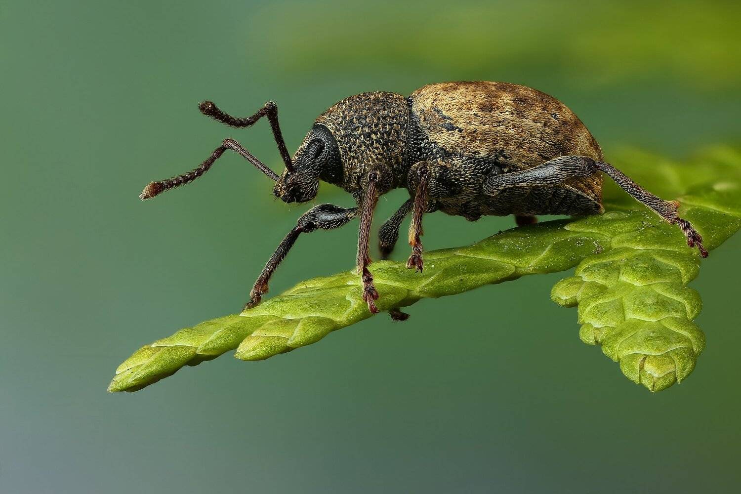 жук,макро,природа,усы,цвет,глаза,коричневый,зеленый,насекомое,животное,растение, Андрей Шаповалов