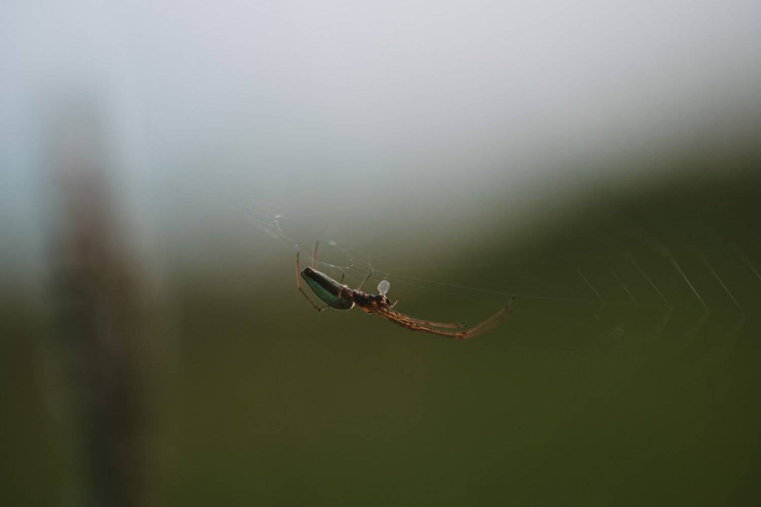 , Григорий Пиль