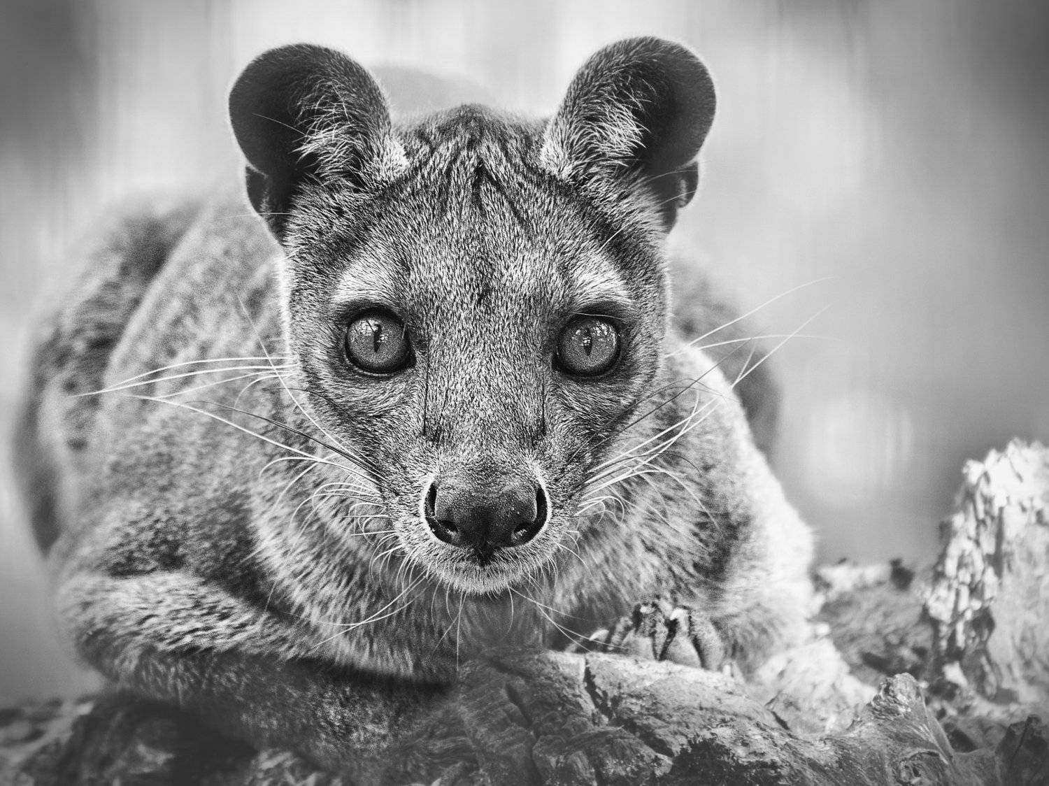 , Андрей Поляков