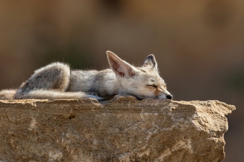 canon1dх mark2,canon600mmf4,israel,jerusalem,nature,wildnature,wildnaturephotography,дикая природа,иерусалим ,израиль, пётр рогов,фотограф,фотоохота,лисята,nature,иерусалим,jerusalem,wildnaturephotography,nakedplanet,natgeoyourshot,natgeo,bbcearth Я на солнышке лежу фото превью