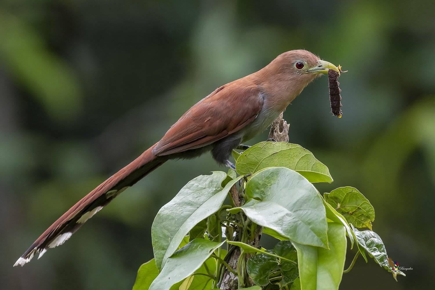 , Fernando Burgalin Sequeira