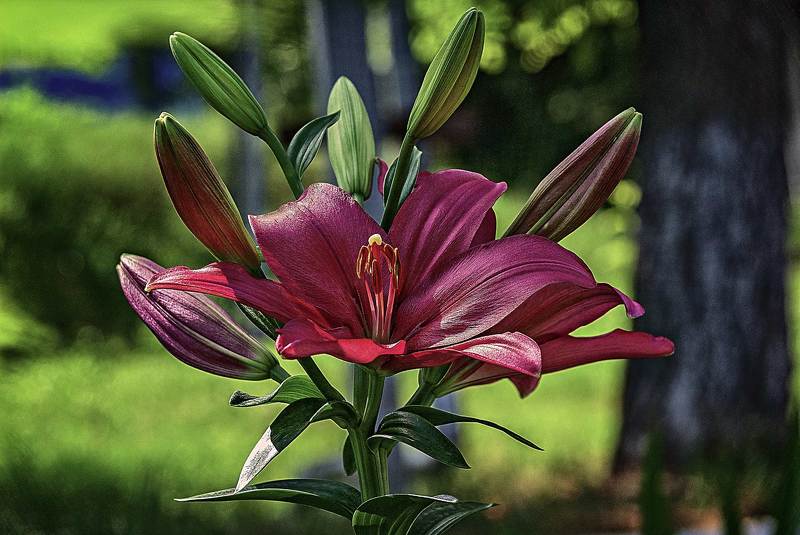 Лилия фото превью