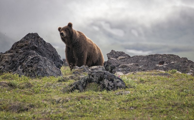 ...и мишки в гости приходили к нам.. фото превью