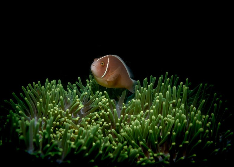 Pink anemonefish фото превью