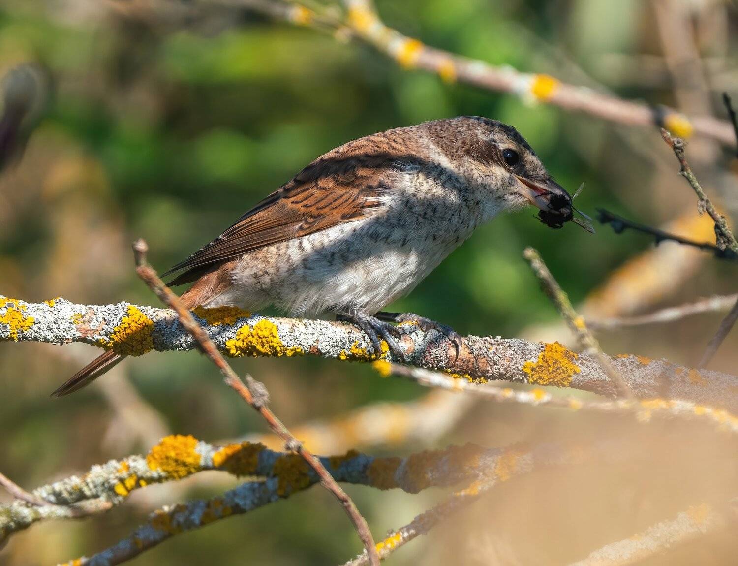 , Константин Дэм
