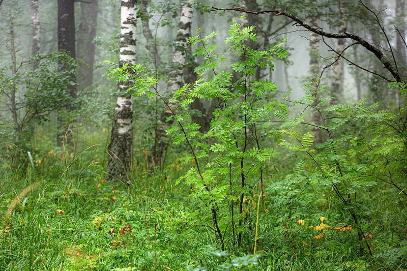 южный урал,оренбургская область, орск, новотроицк,башкирия, башкертостан Выхваченное настроение леса... фото превью