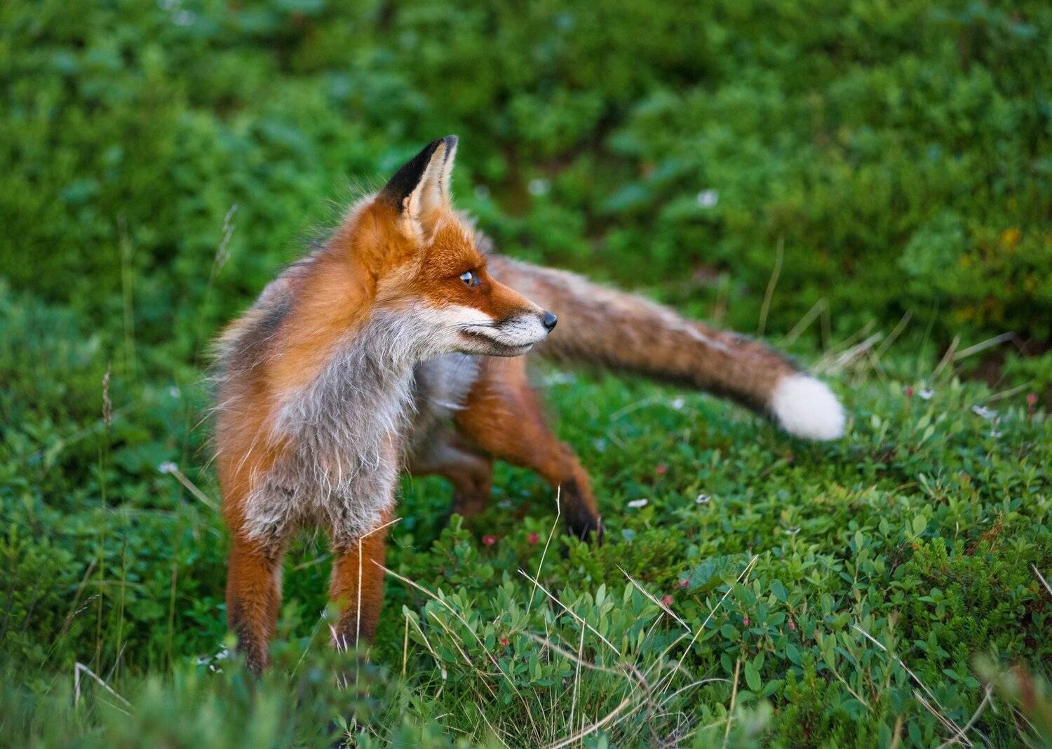 , Елена Ермолина