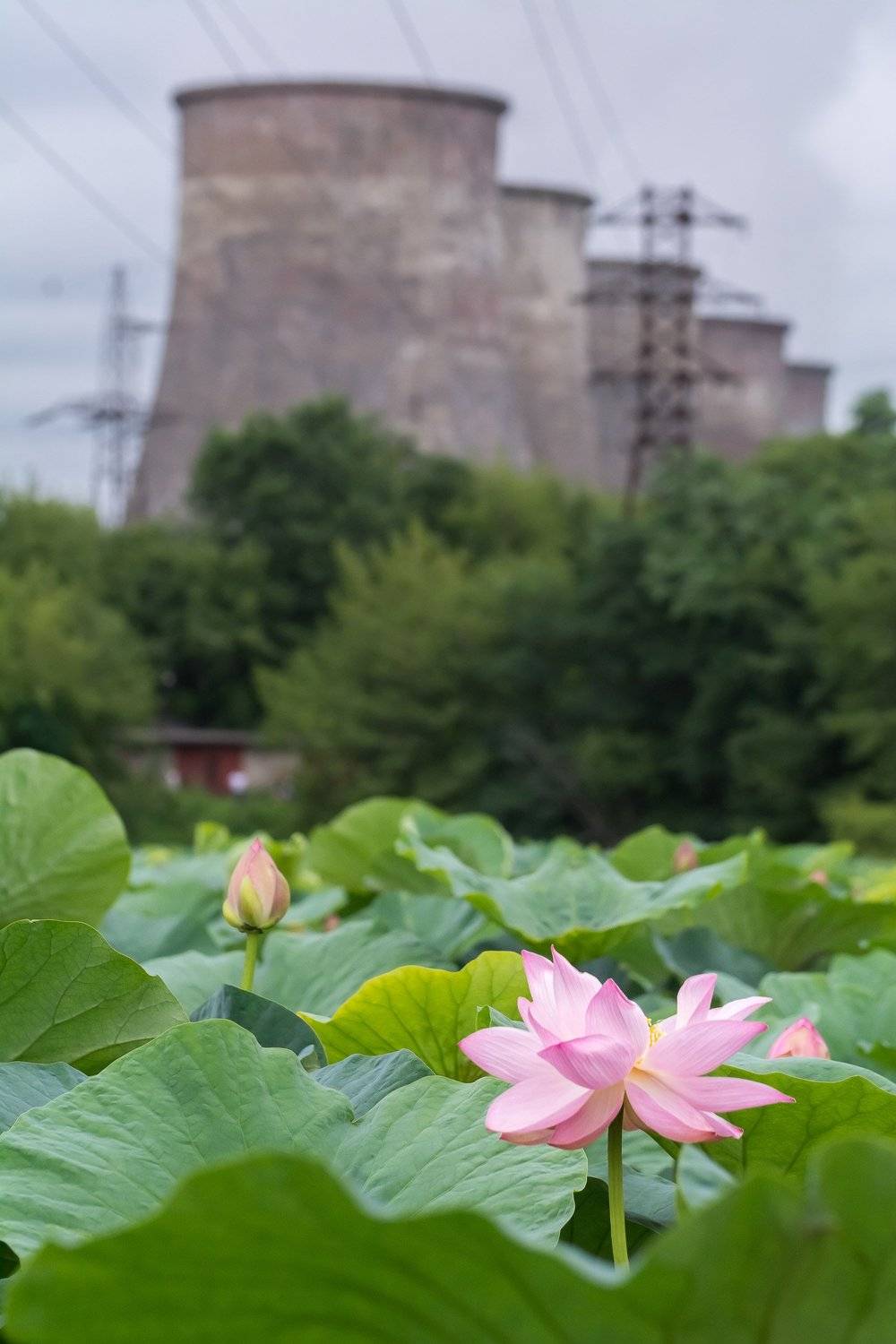 , Шинкарева Елена