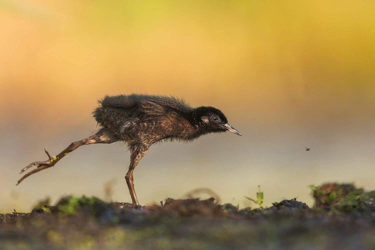 , Łukasz Sok&oacute;ł