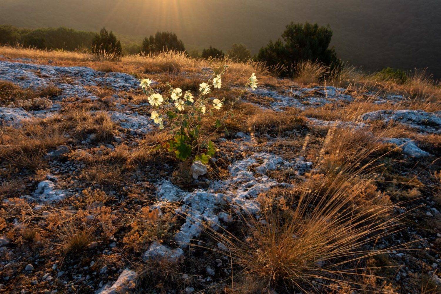 , Андрей Гусаченко