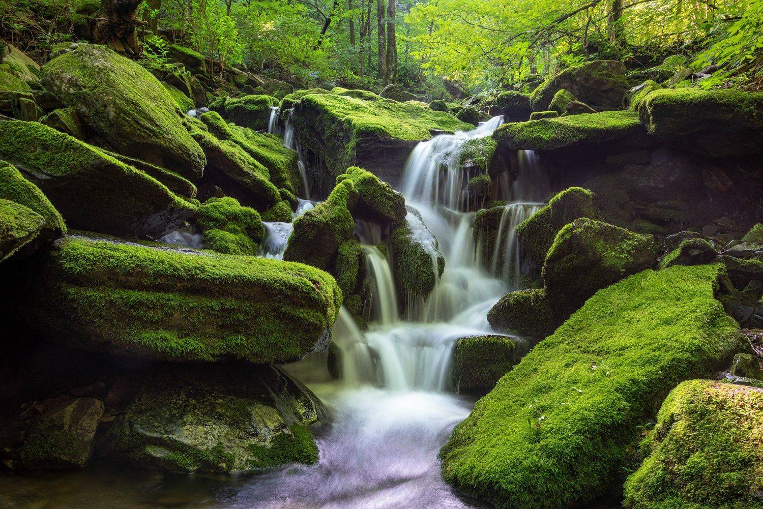 forest, summer, place, korea, trees, waterfalls, moss, light, Jaeyoun Ryu