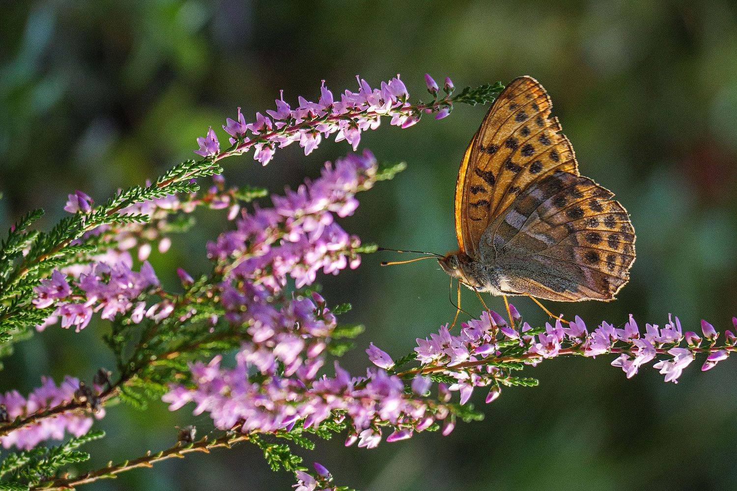 бабочка, насекомые, природа, макро, Борис Раба
