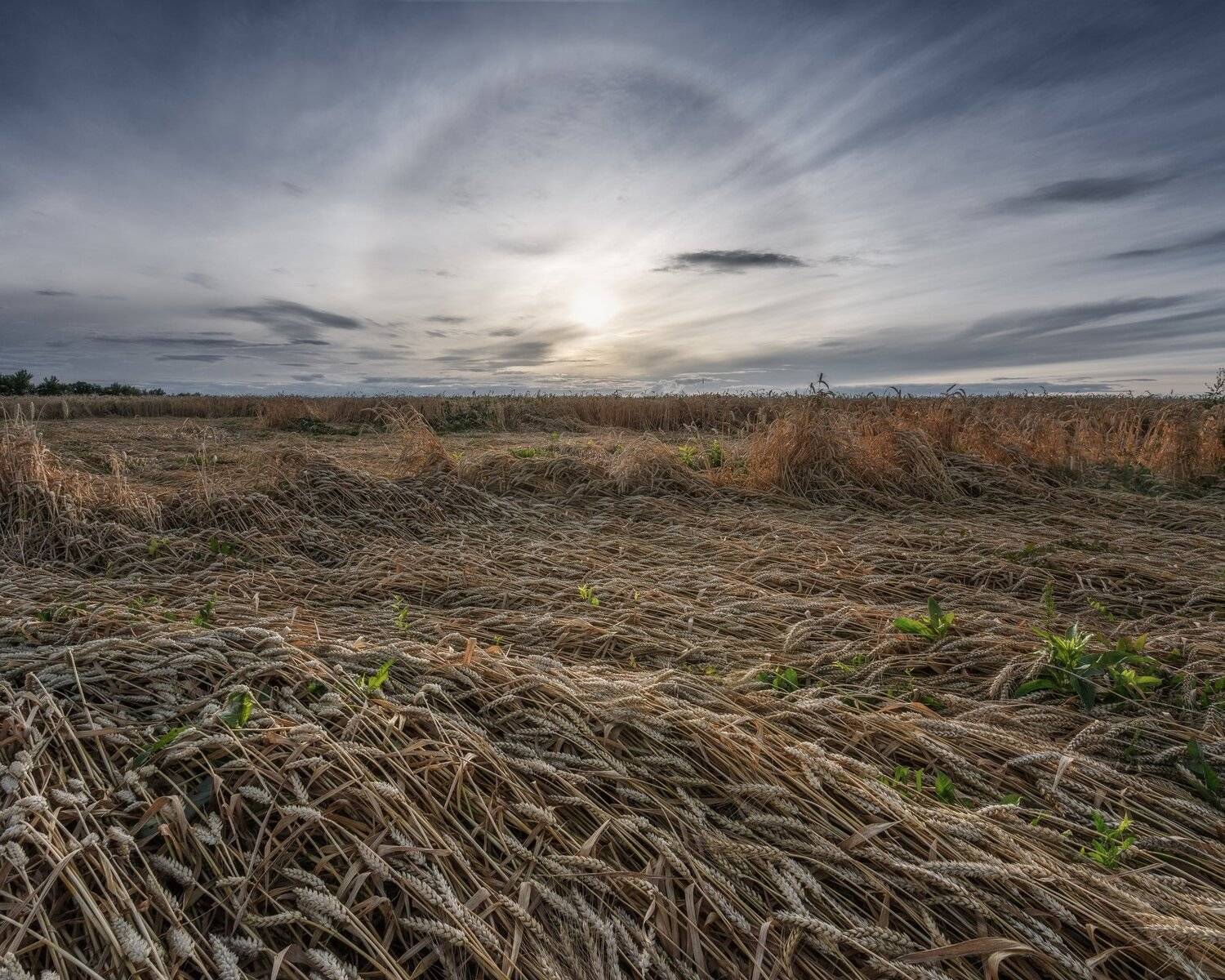 пейзаж, природа, солнечное гало, пшеница, Тульская область, Мартыненко Дмитрий