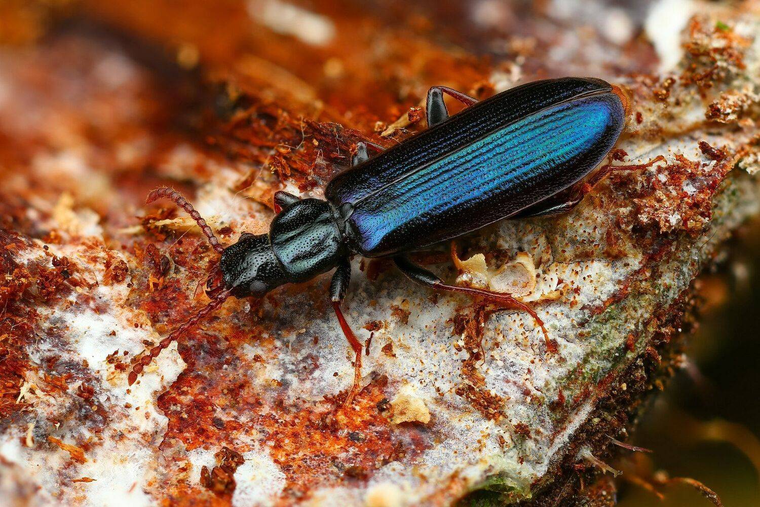 жук,макро,природа,усы,цвет,глаза,черный,синий,насекомое,животное, Андрей Шаповалов