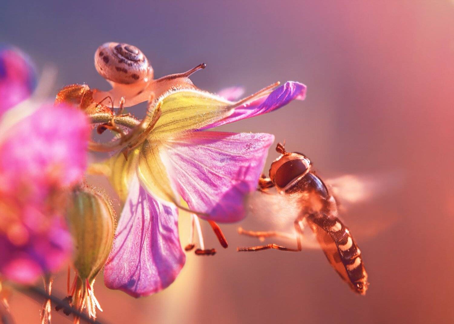 улитка муха журчалка макро цветы природа луг, Анастасия Третьякова