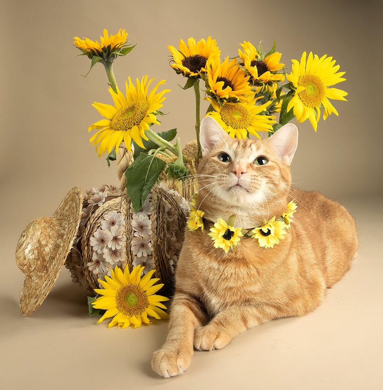 рыжий кот, кот, ginger, домашнии любимцы, cat, pumkin, подсолнух, sunflower Рыжик  в подсолнухах - Ginger фото превью