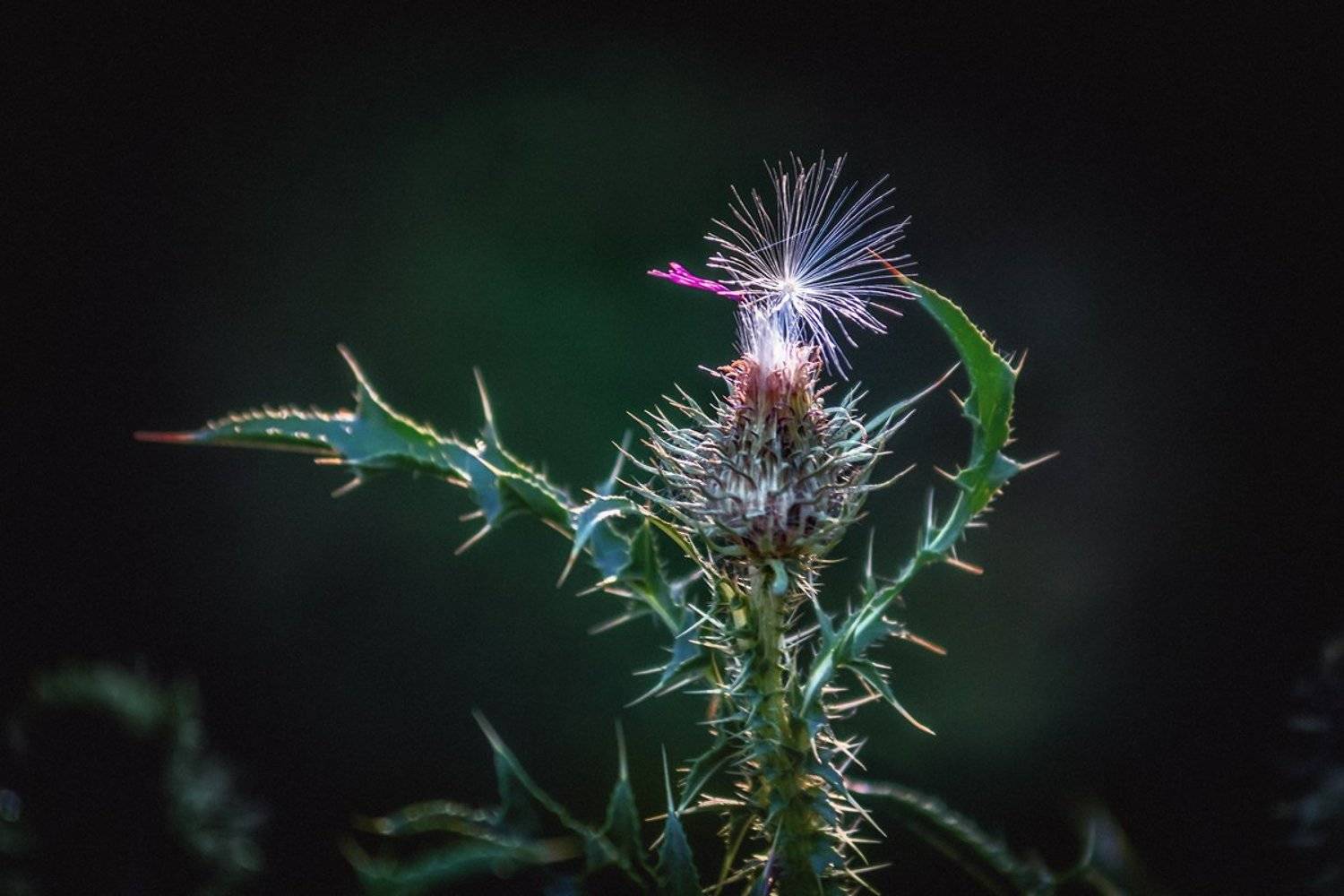 canon 55-250, beautiful, красивый, moment, момент, nature, природа, summer, лето, летняя, parachute, парашютик, thistle, чертополох,, Наталья Терентьева