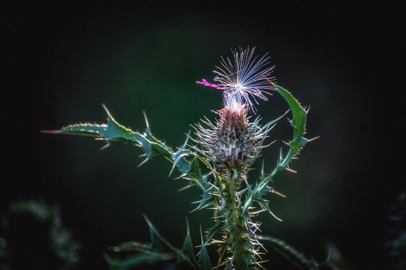 canon 55-250, beautiful, красивый, moment, момент, nature, природа, summer, лето, летняя, parachute, парашютик, thistle, чертополох, Здравия желаю! фото превью