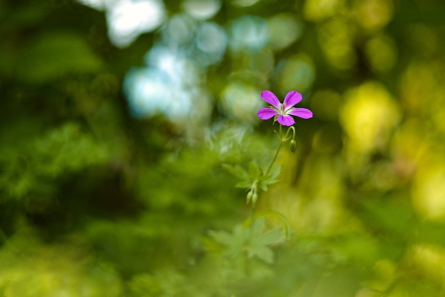 , Эдуард Колобошников