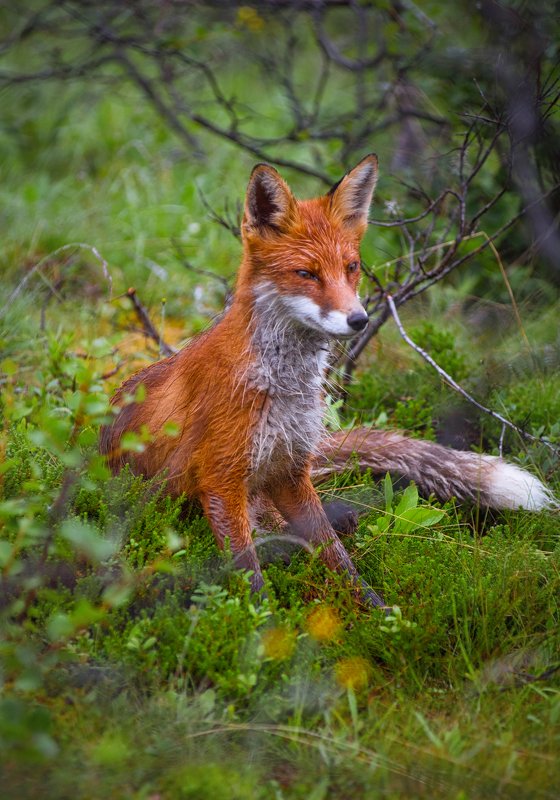 Кольский ЛИС фото превью